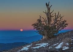 Bristlecone - Moon 13-1408